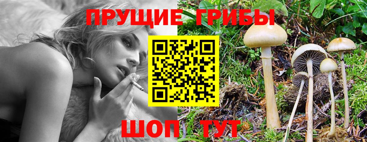 Электрогорск  Псилоцибиновые грибы Cubensis  Вход с VPN 